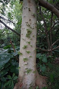 Tree on the path between Repulse Bay and Deep Water Bay, 23 October 2016