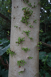 Tree on the path between Repulse Bay and Deep Water Bay, 23 October 2016