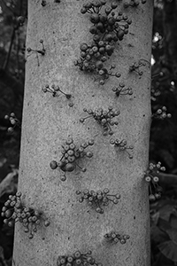 Tree on the path between Repulse Bay and Deep Water Bay, 23 October 2016