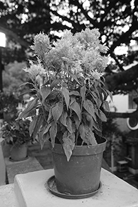 Pot plant inside the campus of the University of Hong Kong, Pokfulam, 24 October 2016