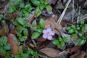 Flower, Ma On Shan Country Park, 20 November 2016