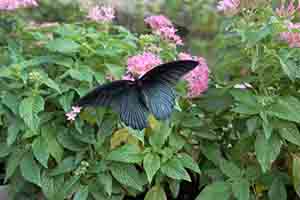 Butterfly in Hong Kong Park, 6 November 2016