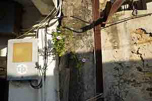 Flowers on a wall, Po Toi O village, Clear Water Bay, 11 December 2016