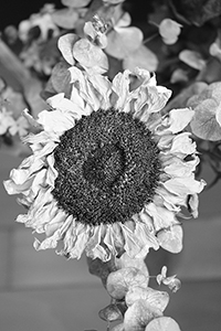 Sunflower in a domestic interior, Sheung Wan, 13 December 2016