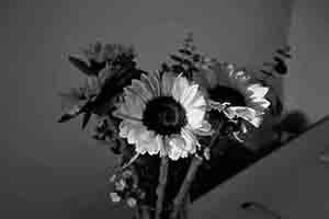 Sunflowers in a vase, Sheung Wan, 1 December 2016