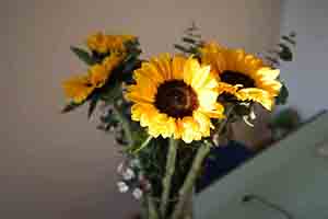 Sunflowers in a vase, Sheung Wan, 1 December 2016