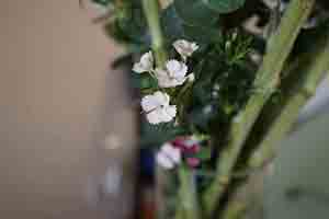 White flowers in a vase, Sheung Wan, 1 December 2016