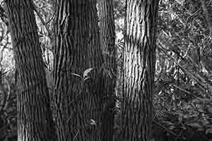 Trees in Lung Fu Shan Country Park, Hong Kong Island, 26 December 2016