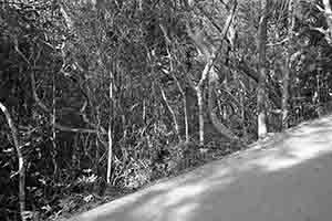 Trees in Lung Fu Shan Country Park, Hong Kong Island, 26 December 2016