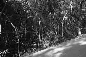 Trees in Lung Fu Shan Country Park, Hong Kong Island, 26 December 2016