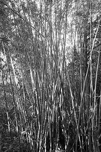 Bamboo in Lung Fu Shan Country Park, Hong Kong Island, 26 December 2016