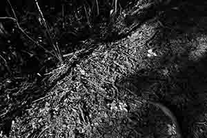 Fallen leaves in Lung Fu Shan Country Park, Hong Kong Island, 26 December 2016