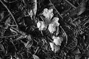 Fallen flowers in Lung Fu Shan Country Park, Hong Kong Island, 26 December 2016