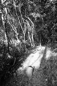 Trees in Lung Fu Shan Country Park, Hong Kong Island, 26 December 2016