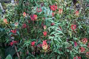 Flowers in the Hong Kong Zoological and Botanical Gardens, 4 December 2016