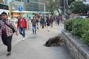 A beggar on the street, Kowloon, 31 December 2016