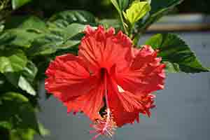 Flower in bloom near the harbourfront, Sheung Wan, 10 December 2016