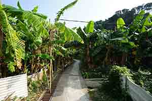 Footpath between banana trees, Lamma Island, 8 January 2017