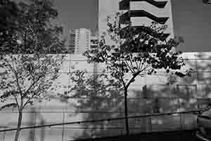 Shadow of a tree near the Austin Road entrance to Kowloon Park, 2 January 2017