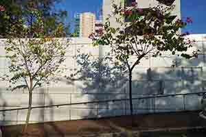 Shadow of a tree near the Austin Road entrance to Kowloon Park, 2 January 2017