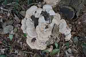 Fungi growing on a tree trunk, Lantau, 15 January 2017