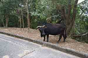 Feral Water Buffalo on a footpath, Lantau, 15 January 2017