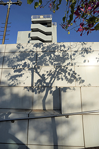 Shadow of a tree near the Austin Road entrance to Kowloon Park, 2 January 2017