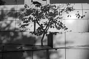 Shadow of a tree near the Austin Road entrance to Kowloon Park, 2 January 2017