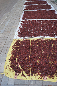 Dried goods on the street, Sai Ying Pun, 20 January 2017