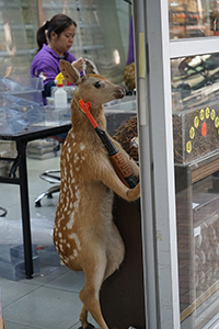 Deer inside a dried food shop, Ko Shing Street, Sheung Wan, 20 January 2017