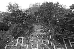 Trees and a wall, Pokfulam Road, Pokfulam, 3 January 2017