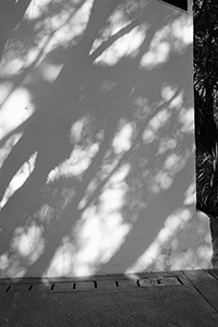 Shadows of trees on the wall of Sam Tung Uk Museum, Tsuen Wan,  21 January 2017