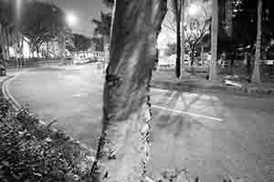 Tree, Man Kwong Street, Central, at night, 24 January 2017