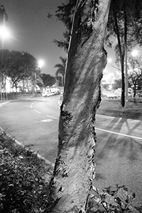 Tree, Man Kwong Street, Central, at night, 24 January 2017
