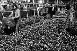 Kumquat bushes on sale at the Lunar New Year flower market, Victoria Park, Causeway Bay, 26 January 2017