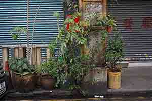 Roadside scene, Kowloon, 28 January 2017