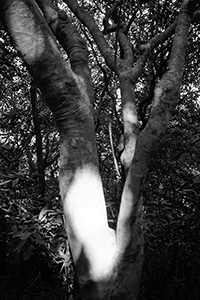 Tree in shadow and light, Lamma Island, 8 January 2017