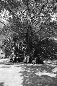 Tree in Wong Chuk Hang, Hong Kong Island, 11 February 2017