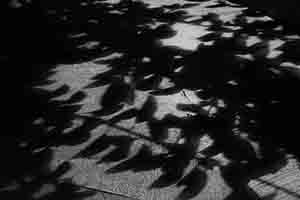 Shadow of tree, Western Fire Services Street, Sheung Wan, 13 February 2017