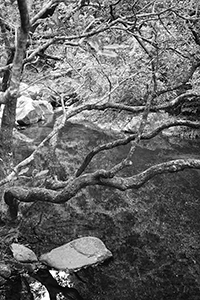 Tree above a stream, Shing Mun Country Park, 19 February 2017