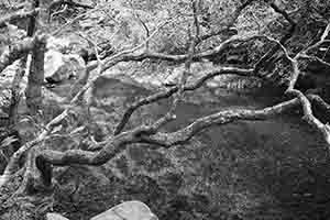 Tree above a stream, Shing Mun Country Park, 19 February 2017