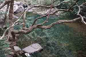 Tree above a stream, Shing Mun Country Park, 19 February 2017
