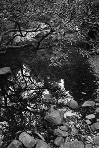 Tree above a stream, Shing Mun Country Park, 19 February 2017