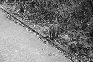 Monkey, Pineapple Dam Nature Trail, Shing Mun Country Park, 19 February 2017