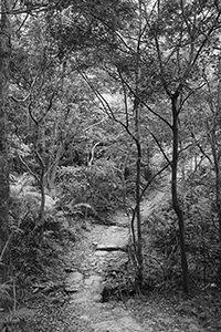 Walking trail, Tai Po Kau Nature Reserve, 19 February 2017