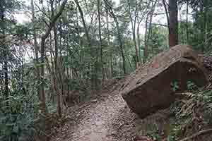 Walking trail, Tai Po Kau Nature Reserve, 19 February 2017