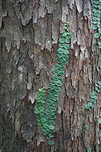 Plants growing on a tree trunk, Tai Po Kau Nature Reserve, 19 February 2017