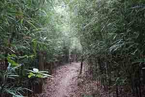 Walking trail, Tai Po Kau Nature Reserve, 19 February 2017