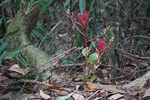 Plants, Tai Po Kau Nature Reserve, 19 February 2017