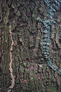 Plant growing on a tree trunk, Tai Po Kau Nature Reserve, 19 February 2017